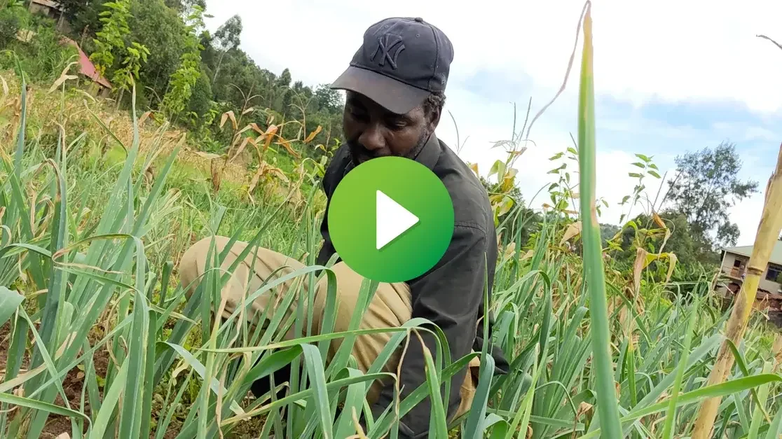 How GiftTrees Training Helps Farmers Protect Crops and Increase Income